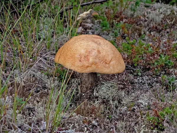 Съедобные грибы в лесном мусоре. Грибы в лесу-т — стоковое фото