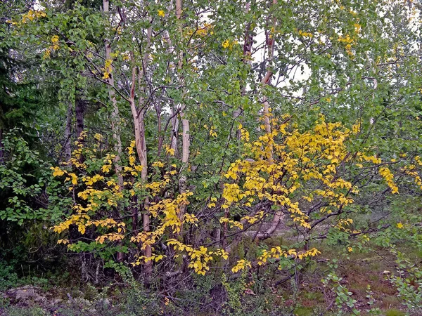 Herbst im Wald. gelbe Blätter von Birken. Birke im Herbst — Stockfoto