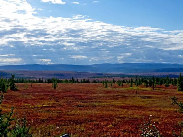 Las Tundra krajobraz w lecie. Taiga Syberii. Jamał. — Zdjęcie stockowe