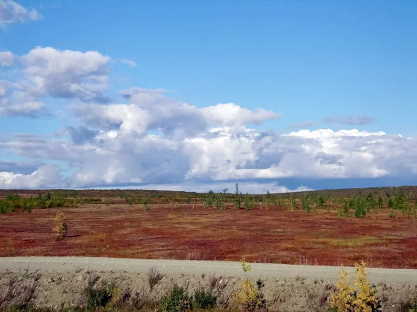 Lesní Tundra v létě. Taiga ze Sibiře. Jamal. — Stock fotografie