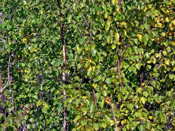 Höst i skogen. Gula blad av björkar. Björk i höst Le — Stockfoto