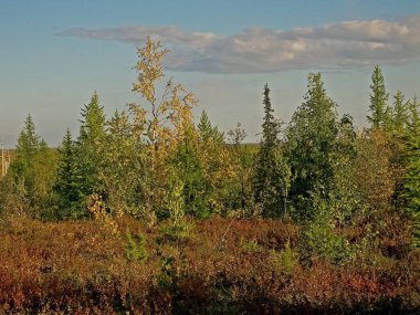 Sonbahar ormanı. Çimenlerin yaprakları ve ağaçlar bağırdı.