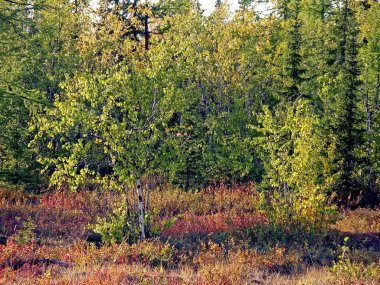 Sonbahar ormanı. Çimenlerin yaprakları ve ağaçlar bağırdı.