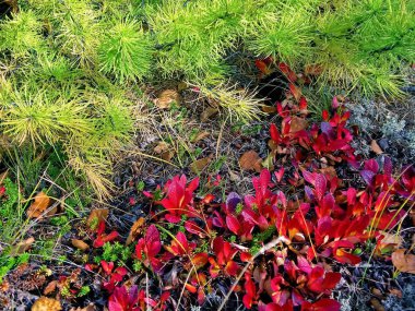 Sonbaharda çimenlerin kırmızı yaprakları. Orman çöpü.