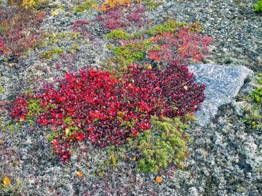 Sonbaharda çimenlerin kırmızı yaprakları. Orman çöpü.