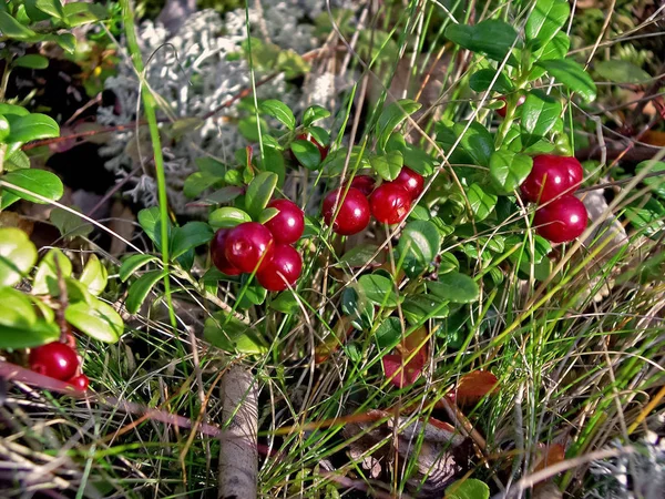 Red berries of red bilberry on bushes. Berries in the tundra.