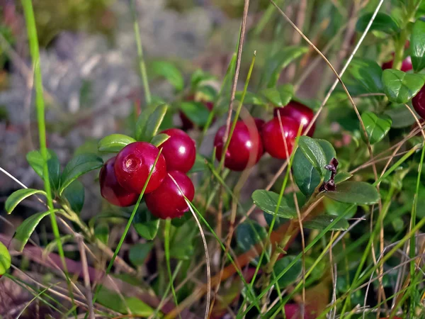 Red berries of red bilberry on bushes. Berries in the tundra. — Stock Photo, Image