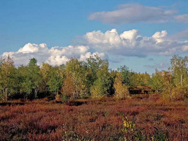 Herfst bos. De bladeren van het gras en de bomen draaide Yell — Stockfoto