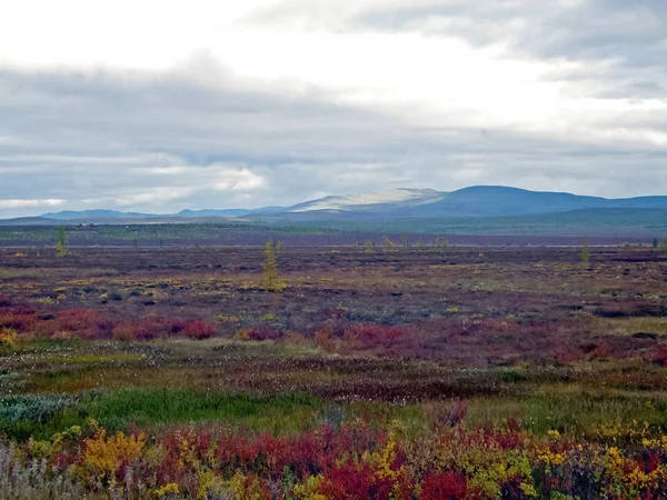 Autumn forest. The leaves of the grass and the trees turned yell — Stock Photo, Image