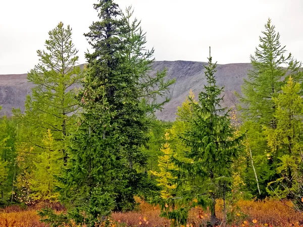 Bosque de otoño. Las hojas de la hierba y los árboles se volvieron a gritar — Foto de Stock