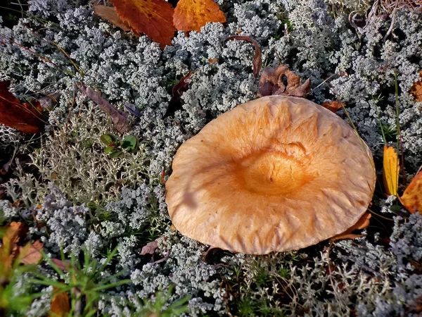 Champignons comestibles dans la litière forestière. Champignons dans la forêt-t — Photo