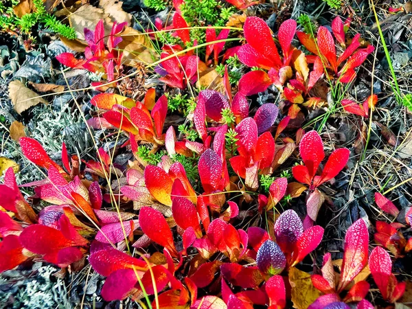 Красные листья травы осенью. Лесной помет . — стоковое фото