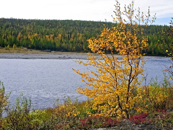 Río y bosque. Paisaje otoñal en la península de Yamal bajo — Foto de Stock