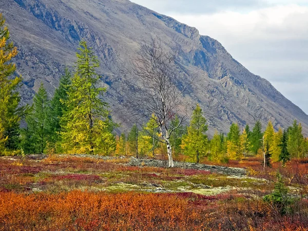 가을 숲입니다. 풀밭과 나무들이 고함을 질렀다. — 스톡 사진