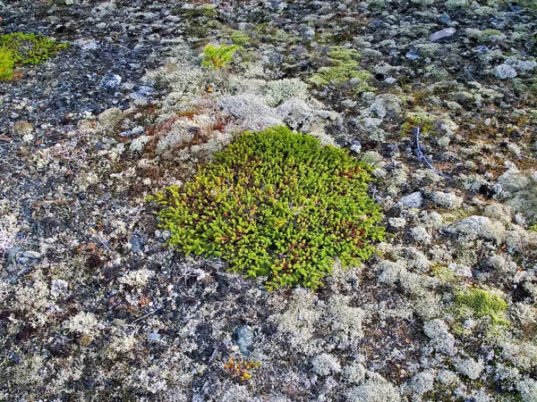 Forêt d'automne. Les feuilles de l'herbe et les arbres sont devenus crier — Photo