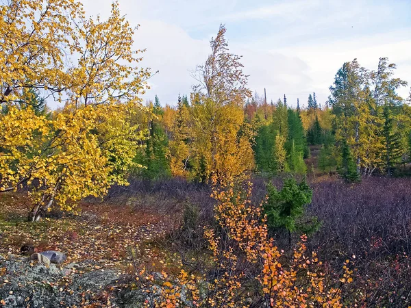 秋天的森林。草的叶子和树木变成了叫喊 — 图库照片