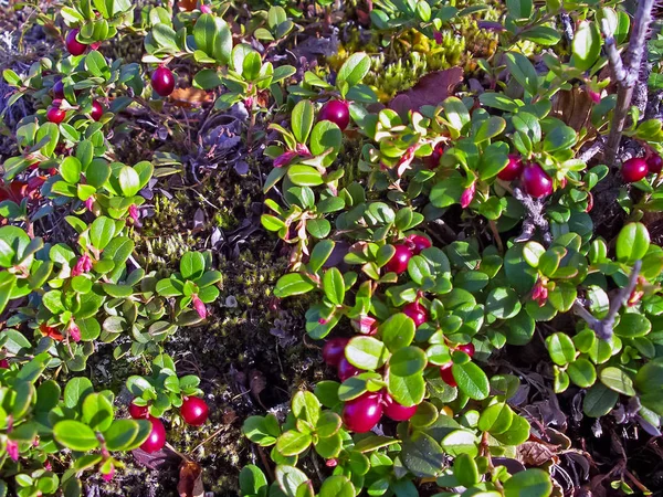 Red berries of red bilberry on bushes. Berries in the tundra. — Stock Photo, Image