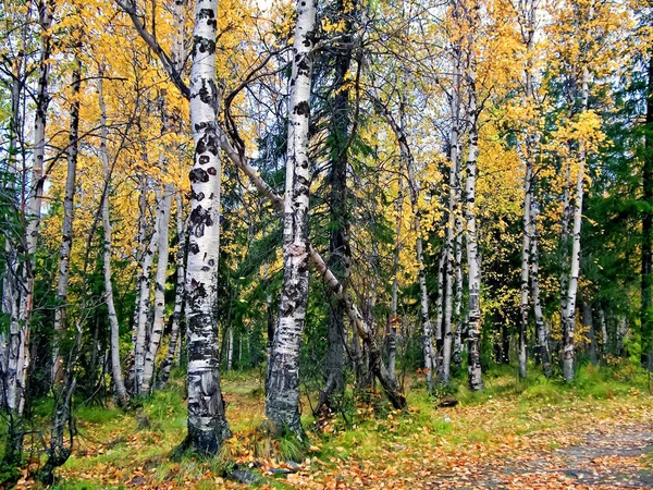 Herfst bos. De bladeren van het gras en de bomen draaide Yell — Stockfoto