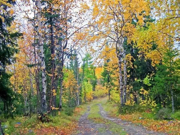 Bosque de otoño. Las hojas de la hierba y los árboles se volvieron a gritar — Foto de Stock