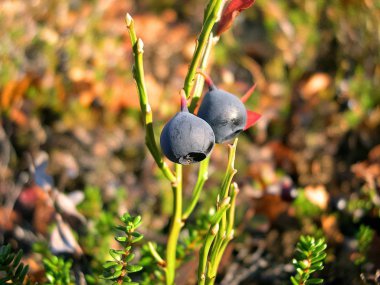Çalıların üzerinde yaban mersini mavi meyveleri. Tundra içinde Çilek