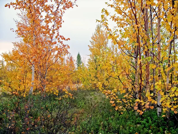 Herfst bos. De bladeren van het gras en de bomen draaide Yell — Stockfoto