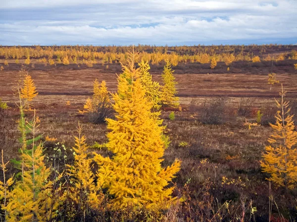 Floresta de outono. As folhas da grama e as árvores viraram grito — Fotografia de Stock