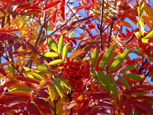 Красные листья рябины . — стоковое фото