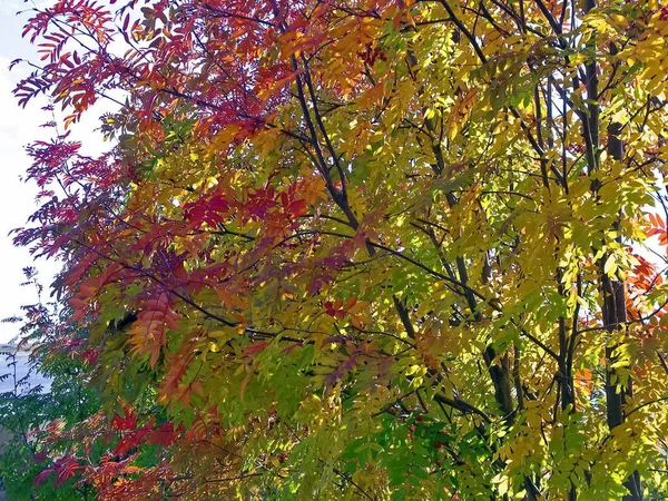 Красные листья рябины . — стоковое фото