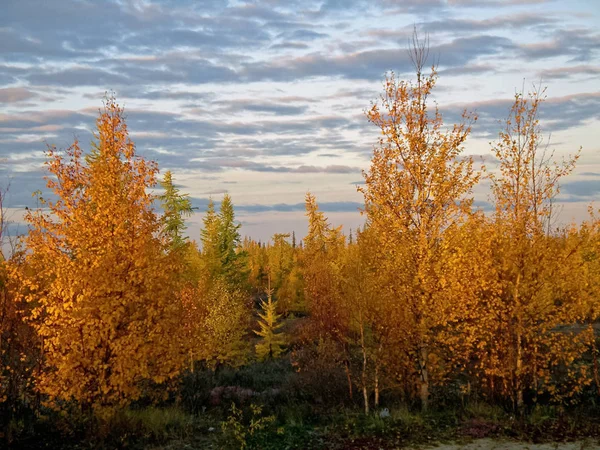 Floresta de outono. As folhas da grama e as árvores viraram grito — Fotografia de Stock