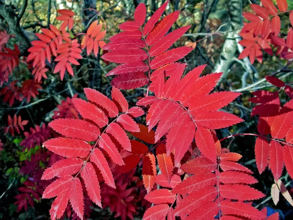 Κόκκινα φύλλα της τέφρας στο βουνό. — Φωτογραφία Αρχείου