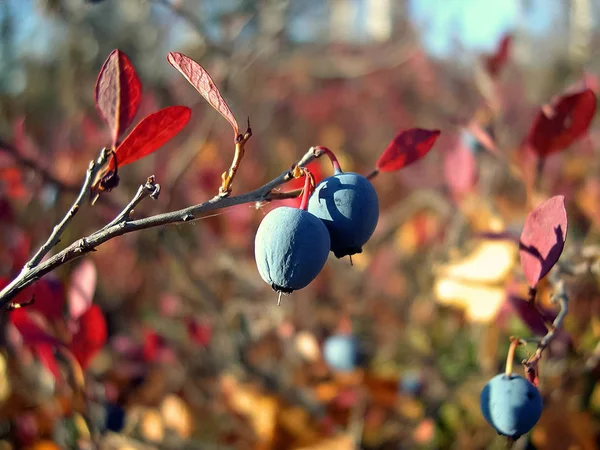 Blue berries of blueberries on the bushes. Berries in tundra — Stock Photo, Image