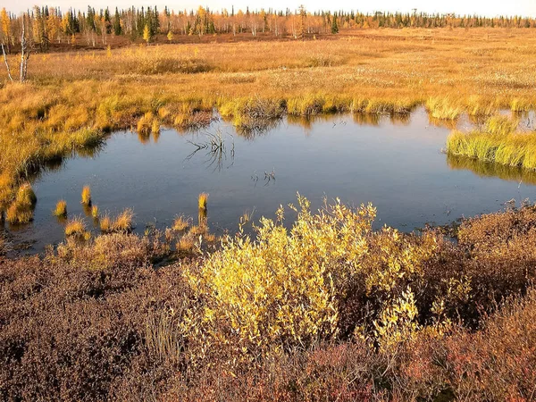 Bosque de otoño. Las hojas de la hierba y los árboles se volvieron a gritar — Foto de Stock