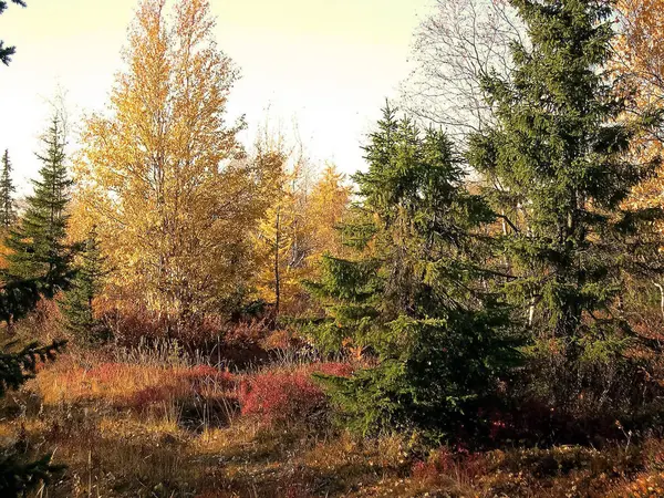 Bosque de otoño. Las hojas de la hierba y los árboles se volvieron a gritar — Foto de Stock