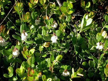 Tundradaki çayırda beyaz çiçekler. Tundra'da yaz.
