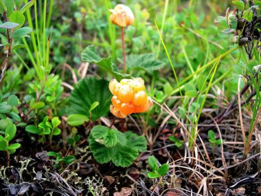 Açıklıkta çilek bulutları. Tundra meyveleri.