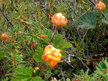 Açıklıkta çilek bulutları. Tundra meyveleri.
