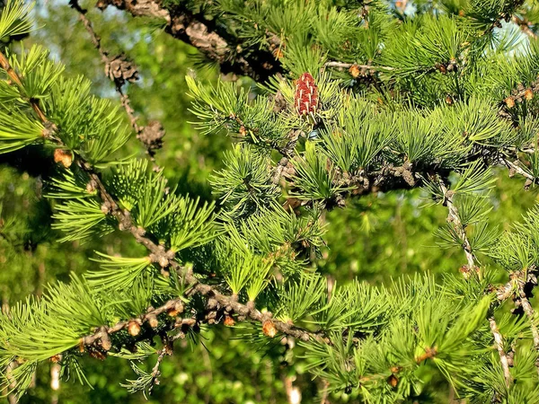 Zweige eines Nadelbaums mit Zapfen. Zapfen auf einem Ast. — Stockfoto