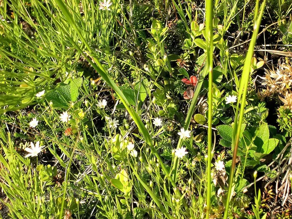 Weiße Blumen auf einer Wiese in der Tundra. Sommer in der Tundra. — Stockfoto