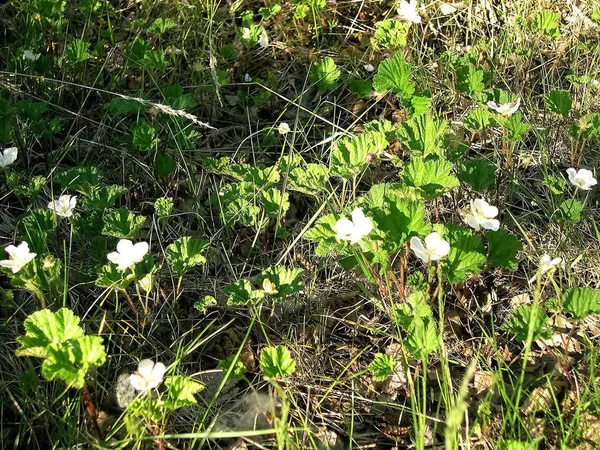 Fehér virágok egy réten a Tundra. Nyár a Tundra. — Stock Fotó