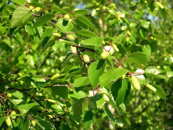 Birch brunes. Flowering birch. Earrings of birch. — Stock Photo, Image