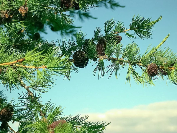 콘과 응비 나무의 가지. 지점의 원수. — 스톡 사진
