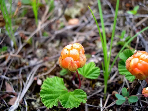 Berries cloudberries in the clearing. Tundra berries. — Stock Photo, Image