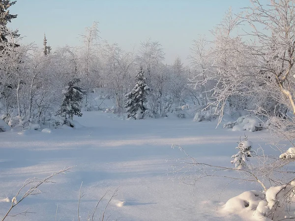 冬季景观。周围的树林、雪和霜的树木. — 图库照片