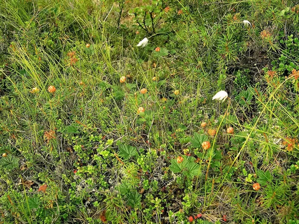 Baies cloudberries dans la clairière. Toundra baies . — Photo