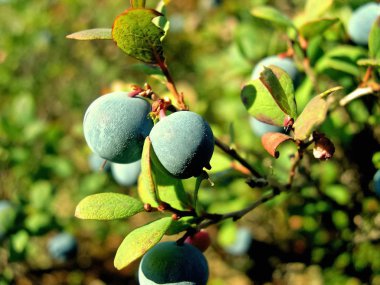 Çalıların üzerinde yaban mersini mavi meyveleri. Tundra içinde Çilek