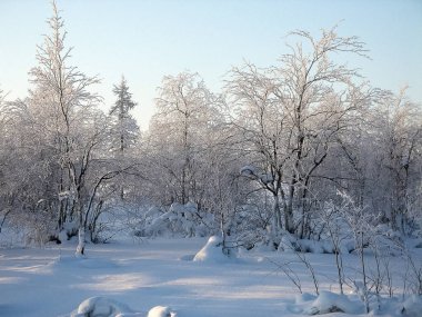 Kış manzarası. Karda ağaçlar, kar ve don her yerinde.