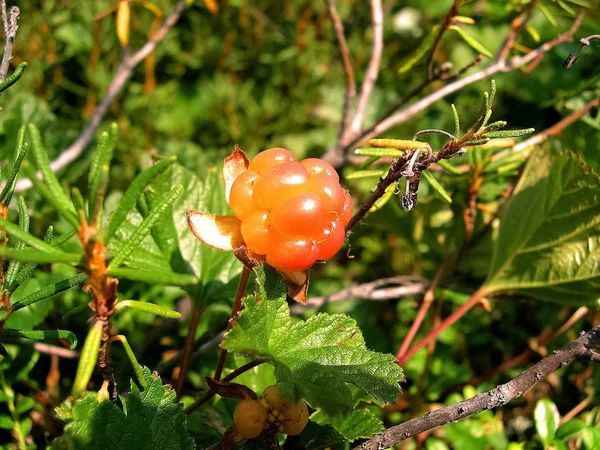 Ягоды морошки на поляне. Тундровые ягоды . — стоковое фото