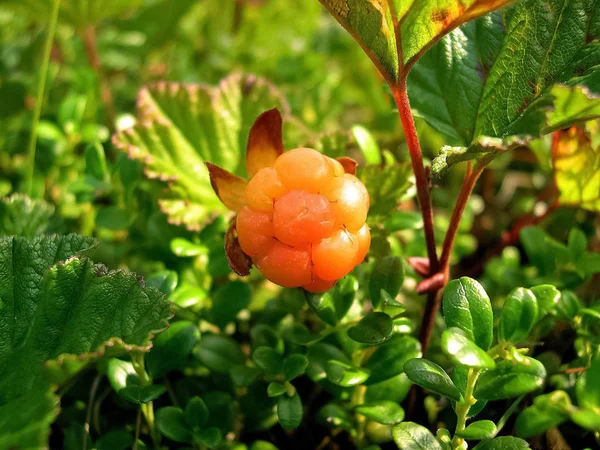 Bär hjortron i röjningen. Tundra bär. — Stockfoto