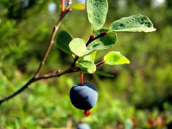 Kék bogyós gyümölcsök az áfonya a bokrok. Bogyók Tundra — Stock Fotó