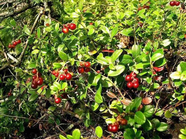 Red berries of red bilberry on bushes. Berries in the tundra.